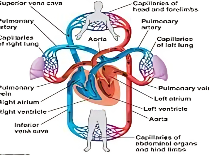 Circulatory System Care