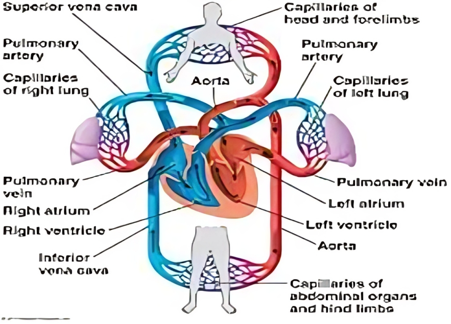 Circulatory System Care