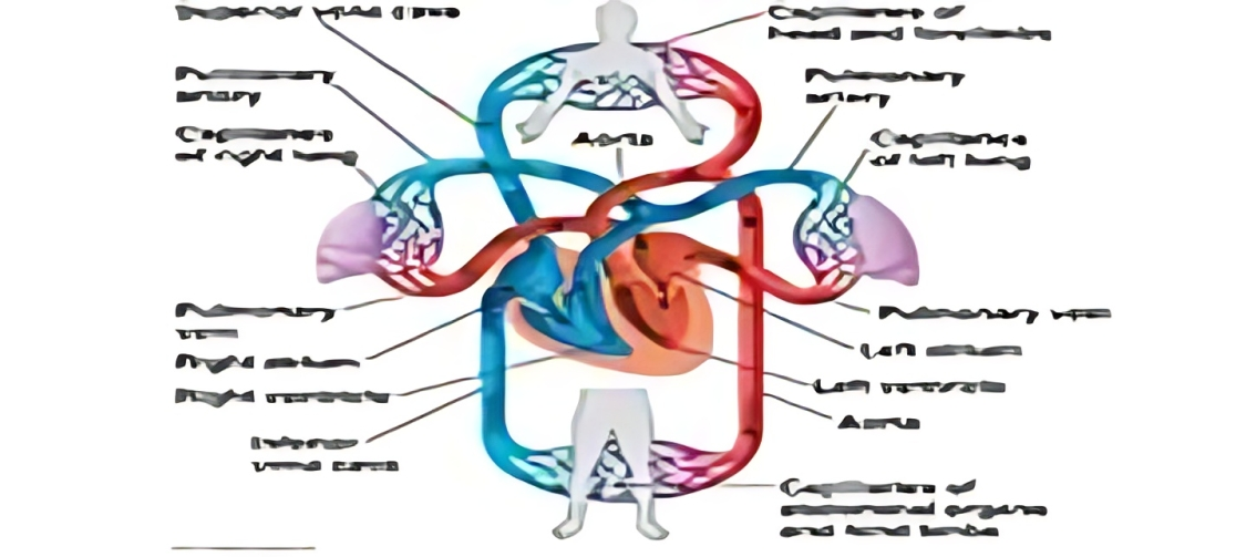 circulatory system care