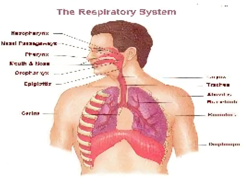 Respiratory Systems