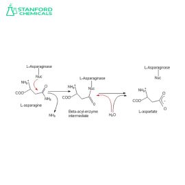 ASPARAGINASE