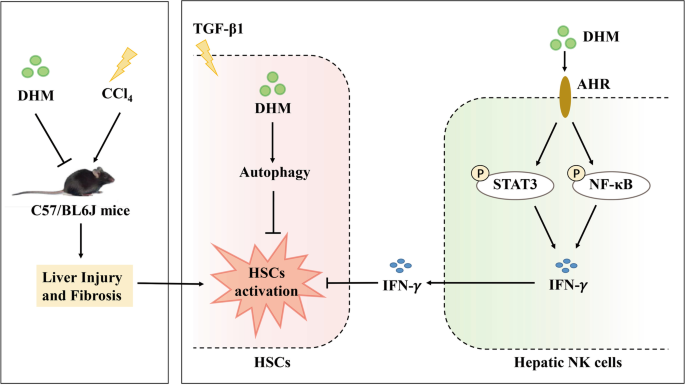 Mechanism of action of DHM in preventing liver fibrosis