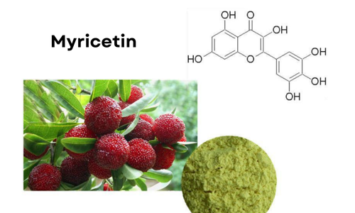 What is the Difference Between Dihydromyricetin and Myricetin?