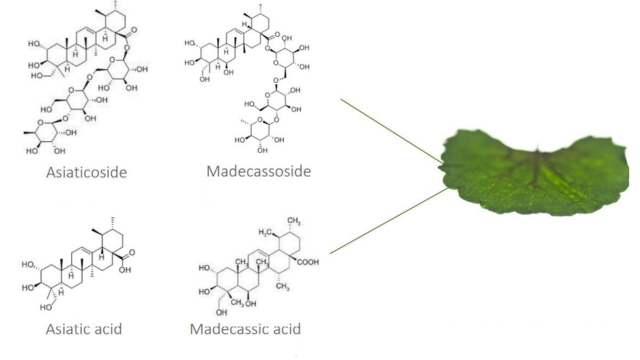 Key Ingredients of Centella Asiatica Extract