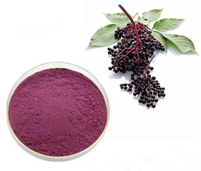 Top 10 Popular Herbal Extracts: Elderberry Extract