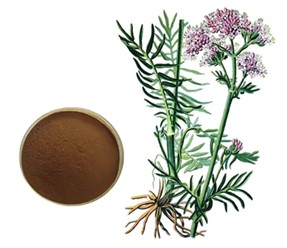 Top 10 Popular Herbal Extracts: Valerian Root Extract