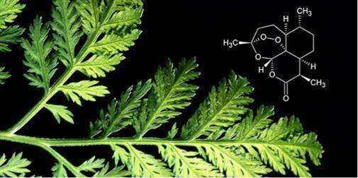 Where Is Artemisinin Extracted From?