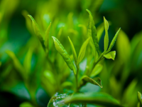 What Beneficial Components Does Green Tea Contain?