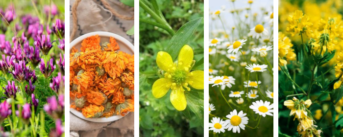 5 Anti-Inflammatory Herbs to Help You Relieve Inflammation