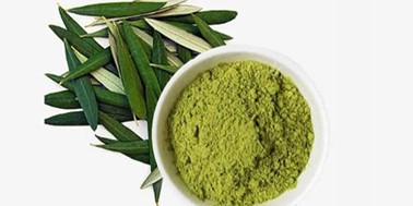 Olive Leaf Extract